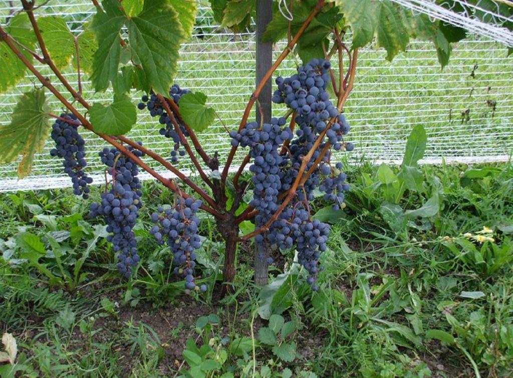 Cote St-Hermas Gite Au Vignoble Mirabel Luaran gambar